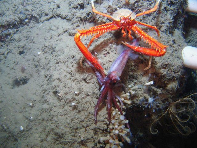 Calamari for dinner Picture