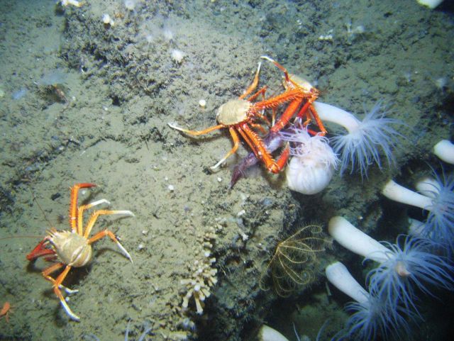 Calamari for dinner Picture