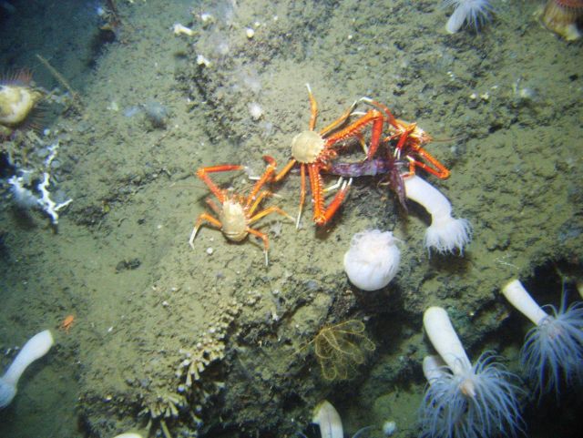 Calamari for dinner Picture