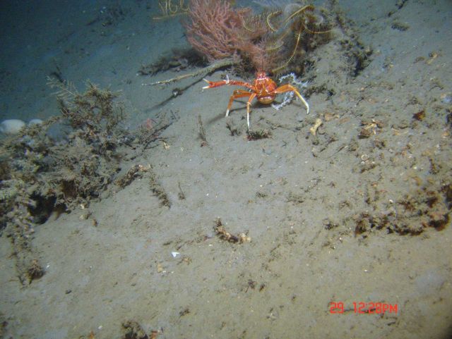 A large squat lobster with only one chela. Picture