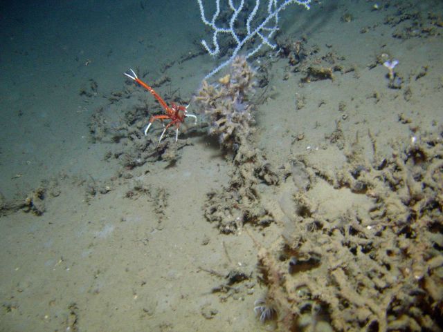 Squat lobster in front of a small white coral and a colony of brownish yellow zoanthids. Picture