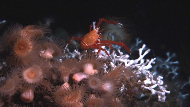 A large squat lobster on Lophelia pertusa coral with brown and orange anemones in the foreground. Picture