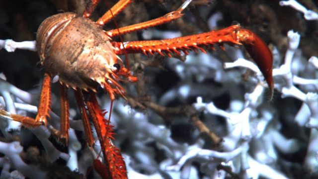 Closeup of an orange squat lobster on Lophelia pertusa coral. Picture