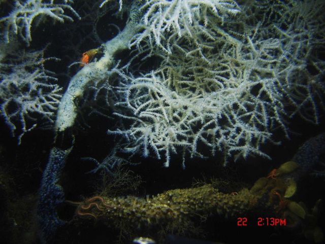 Deep sea coral Picture