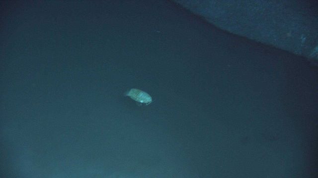 A dead giant isopod in a brine pool. Picture