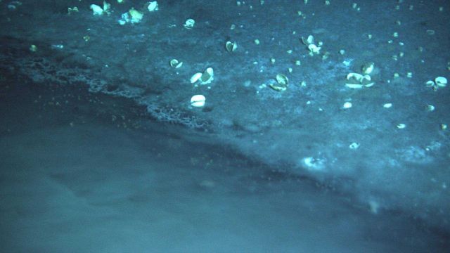 The edge of a brine pool with the brine being azoic and the 