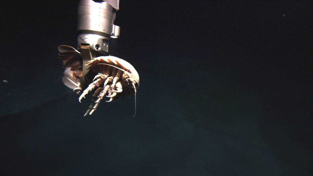 The arm of the Little Hercules ROV collects a dead giant isopod from the brine pool. Picture
