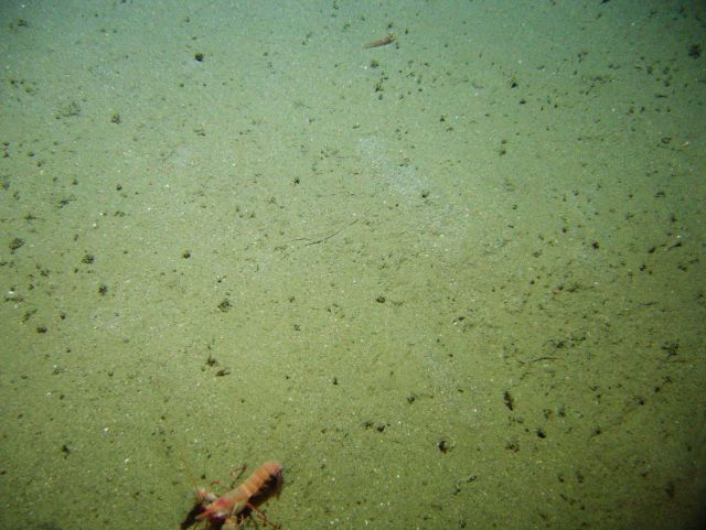 An armored shrimp in the foreground. Picture
