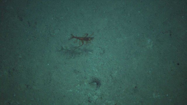 A swimming shrimp. Picture