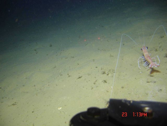 Tail view of a large shrimp on the seafloor. Picture