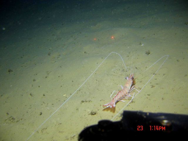 Shrimp with ridiculously long antennae. Picture