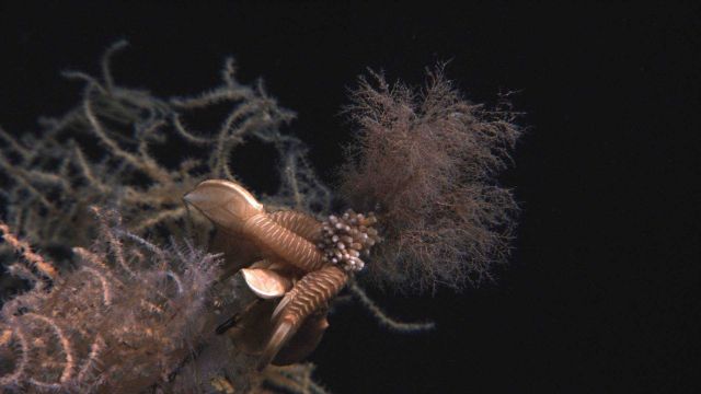 Deep sea coral Picture