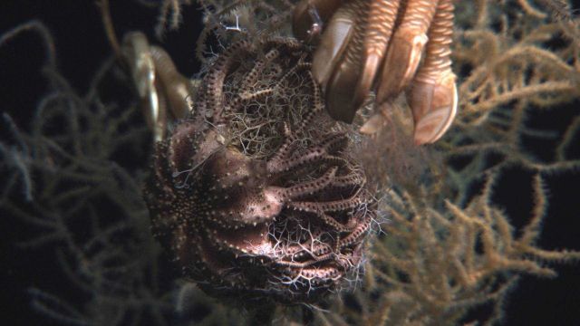Deep sea coral Picture