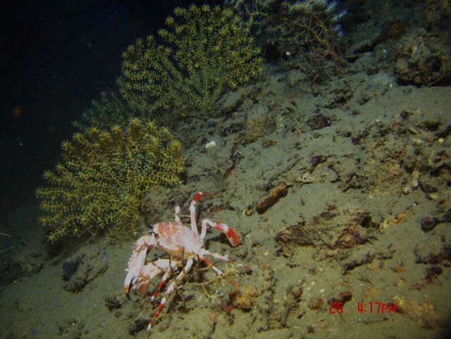 Bathyal swimming crab (Bathynectes longispina) and Paramuricea sp Picture