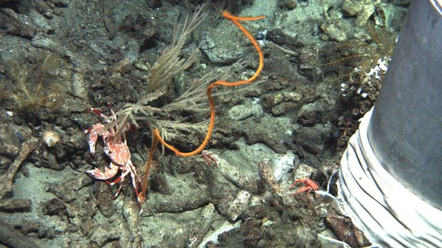 Bathyal swimming crab (Bathynectes longispina), orange 