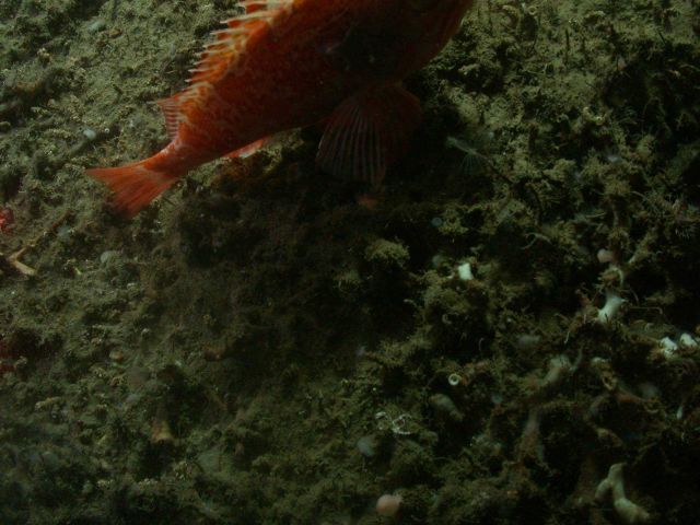 Tail of a red fish, Lophelia rubble, and numerous small biota. Picture