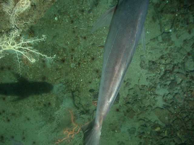 Tail of a large fish passing beneath camera Picture