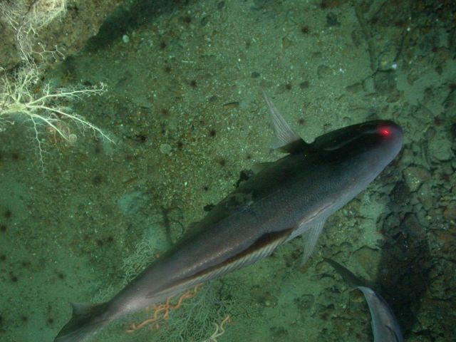 Back of a large fish passing beneath camera Picture