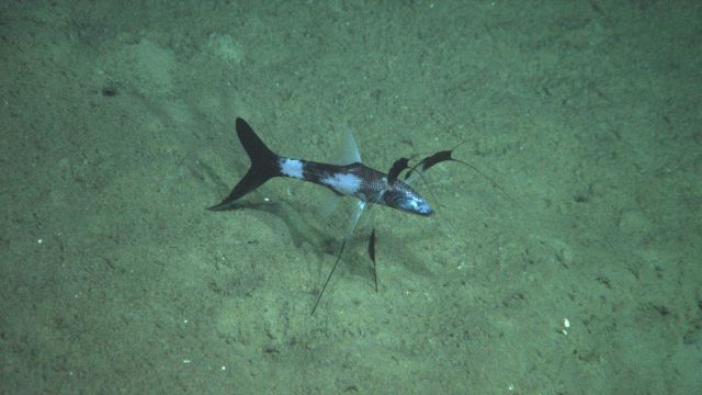 A black and white tripod fish. Picture