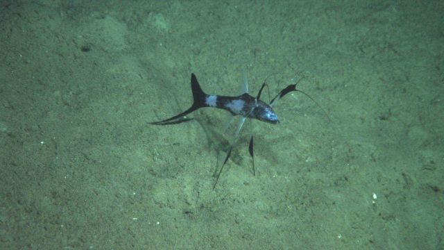 A black and white tripod fish. Picture