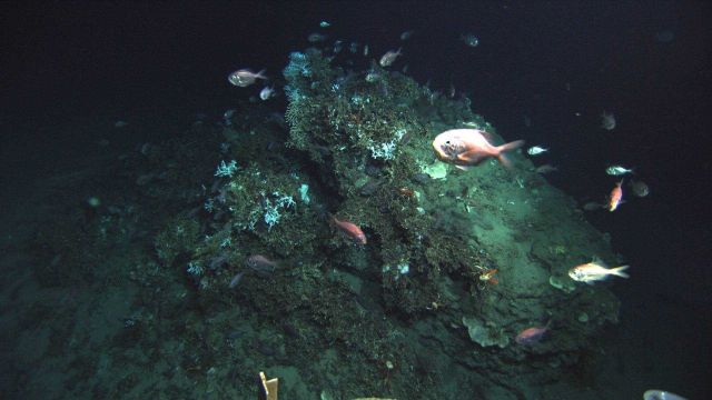 Deep sea fish. A school of Atlantic roughy, Hoplostethus occidentalis, Picture