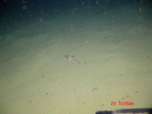 Deep sea fish. Searobin (Peristedion sp.) Picture