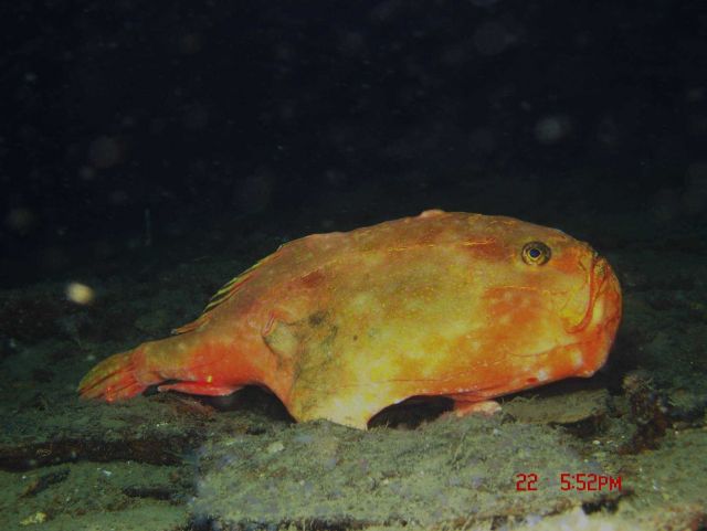 Deep sea fish. A redeye gaper (Chaunax stigmaeus). Picture