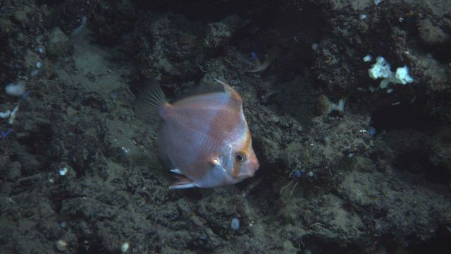 Deep sea fish. Deepbody boarfish (Antigonia capros). Picture