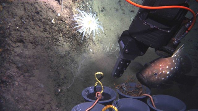 Snowy grouper amazed at this intrusion from the world above. Picture