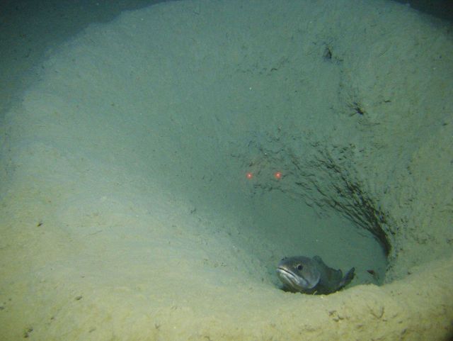 Longfin hake in burrow Picture