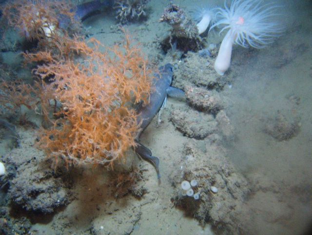 Deep sea coral Picture