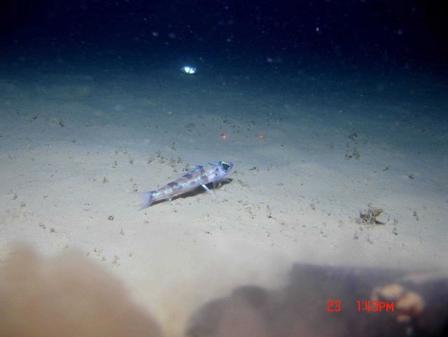 Greeneye (Chlorophthalmus agassizi) Picture