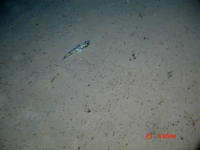 Greeneye (Chlorophthalmus agassizi) Picture