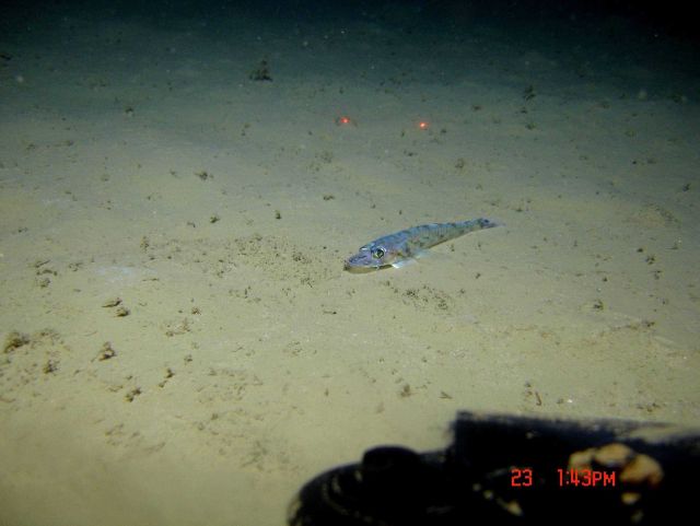 Deep sea fish. Lizardfish? (Bembrops gobiodes?) Picture