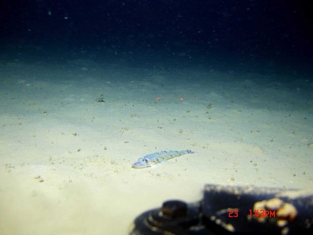 Deep sea fish. Lizardfish? (Bembrops gobiodes?) Picture
