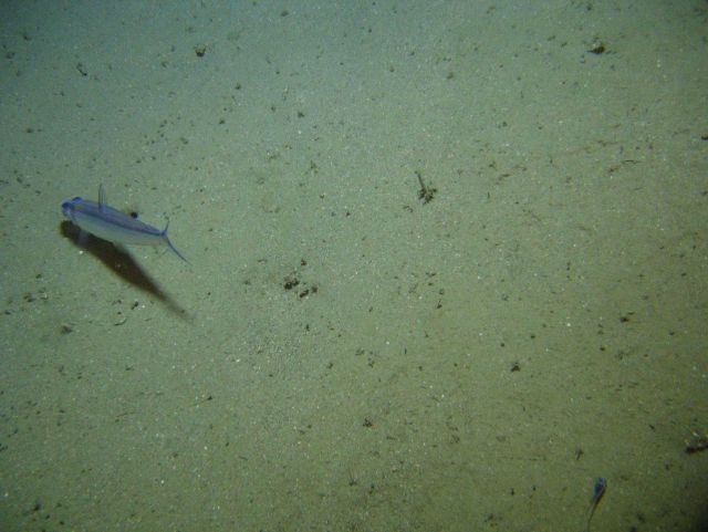 Tail of a fish. Picture