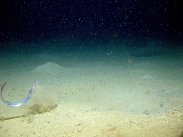 A very shiny eel-like fish doing gymnastics. Picture