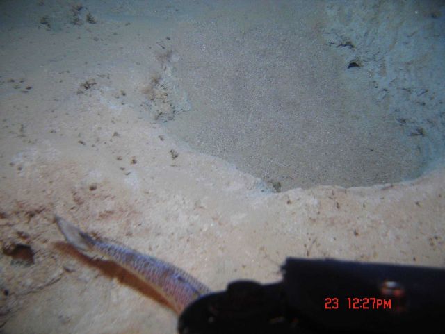 Fish tail near large burrow in sediment. Picture