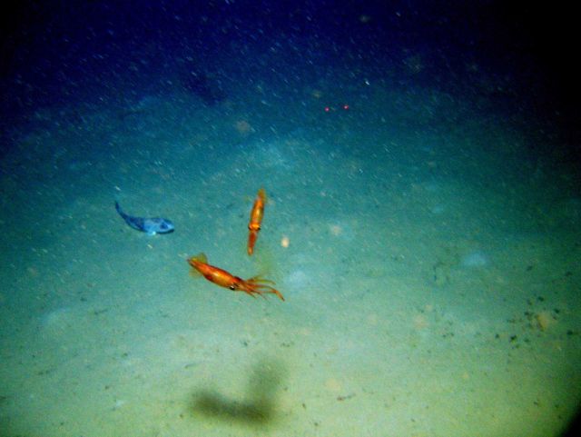 Two squid and a fish. Picture