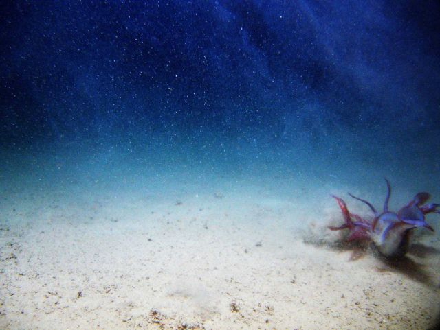 Squid crashing -2. Picture
