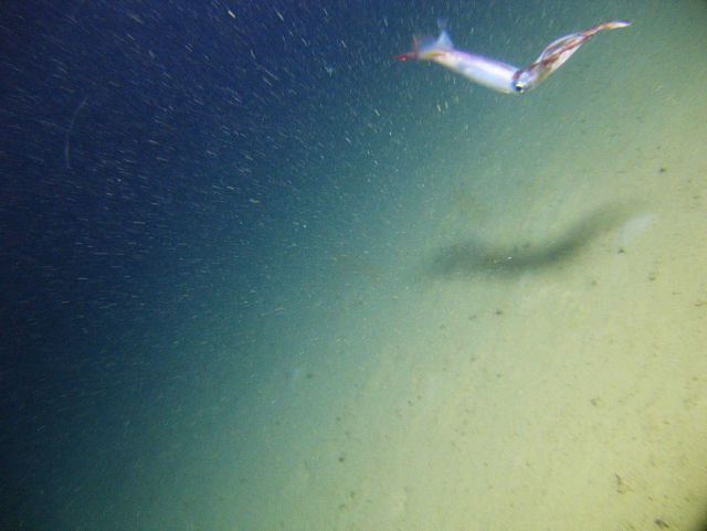 Squid over bottom. Picture