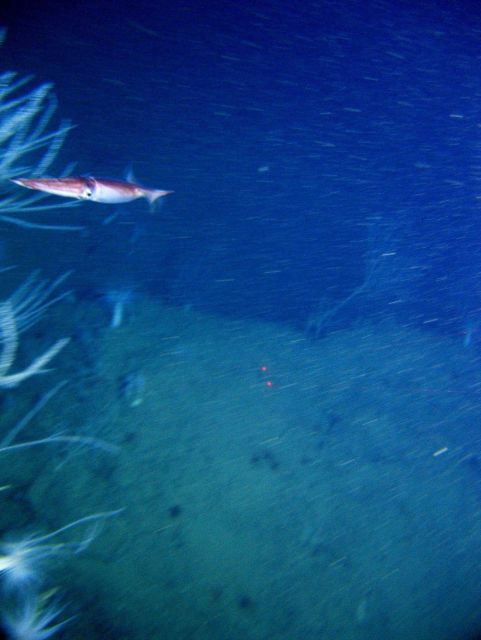 Squid swimming over bottom. Picture