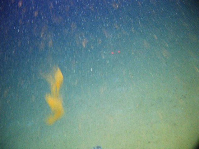 Squid ink? fish excrement? in water column. Picture