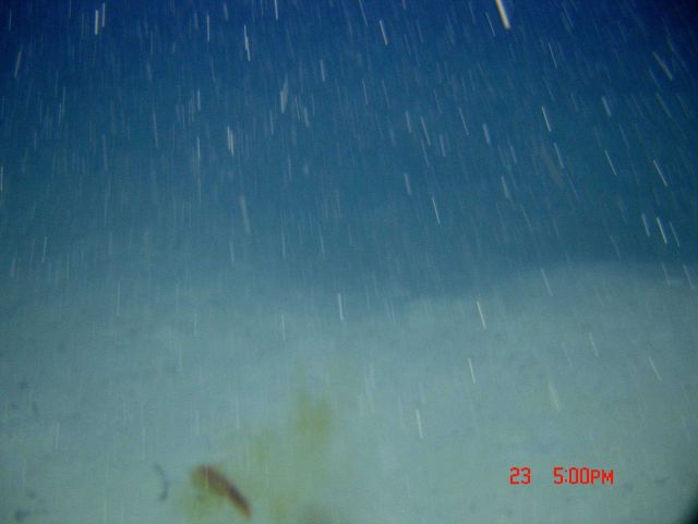 Squid ink? fish excrement? in water column. Picture