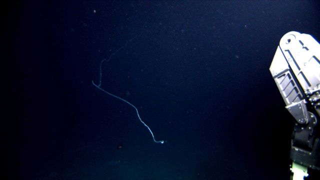 Appears to be a huge bamboo whip coral. Picture