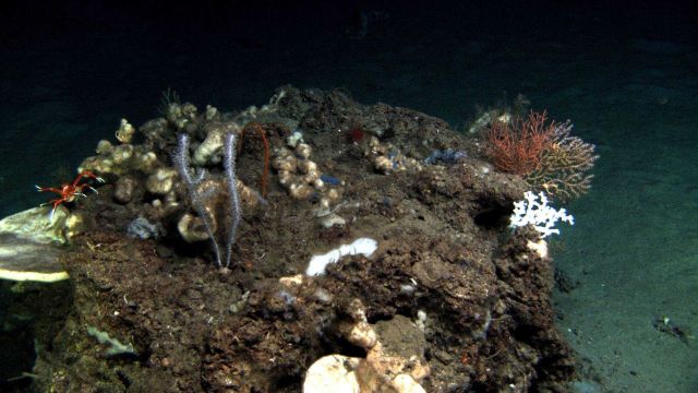 A squat lobster on a diverse garden of corals, sponges, and other biota. Picture