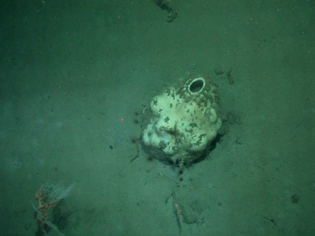 A large white sponge on a sediment substrate. Picture