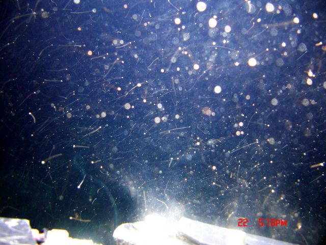 A weird assemblage of material in the water column apparently in motion in virtually every possible direction. Picture