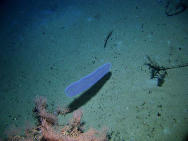 Pyrosome Picture