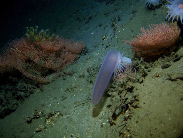 Pyrosome Picture